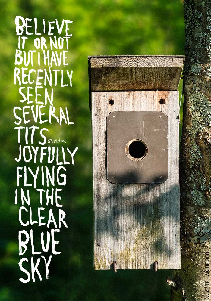 Face0069 lakinnoro.com